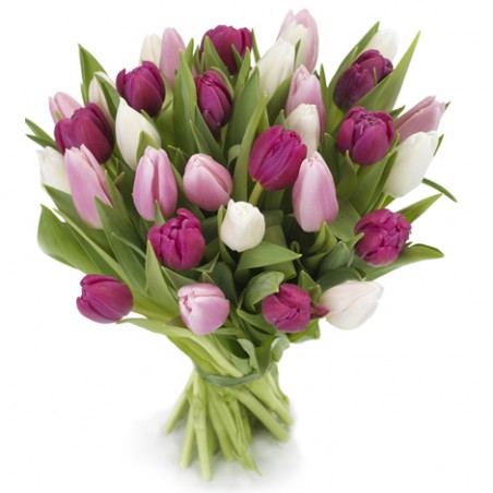 Tulpen purple colours