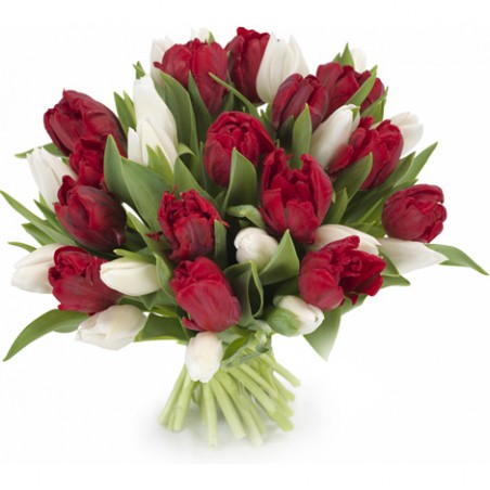 Tulpen wit - rood