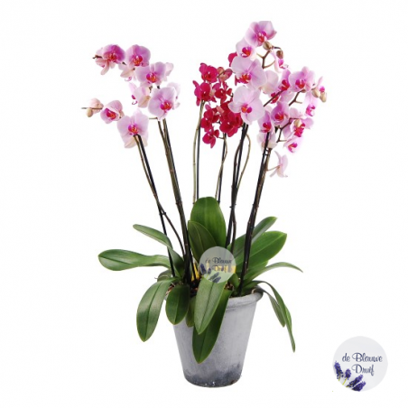 3 Orchideen in pot